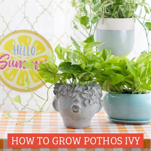 How to grow pothos