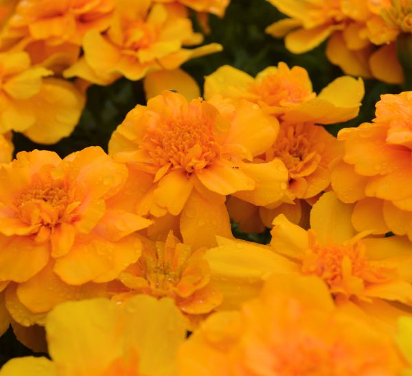 Marigolds