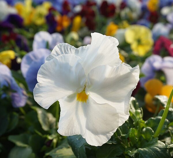 white clear pansy