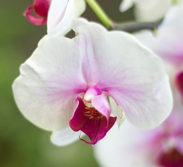 Phalaenopsis Orchid