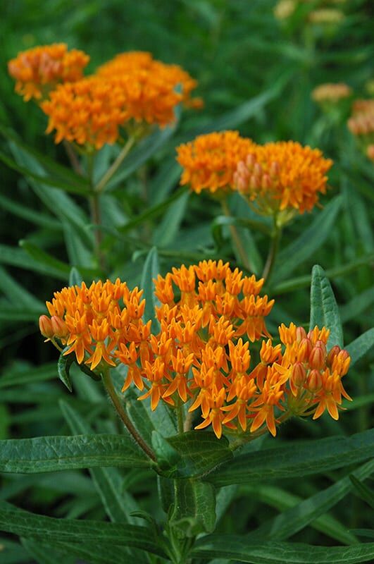 butterfly weed