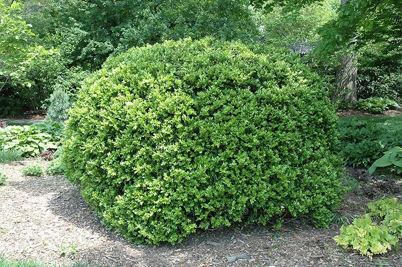 Japanese boxwood