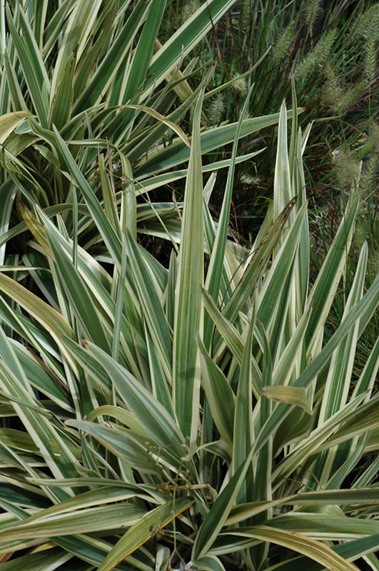 variegated flax lily