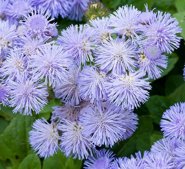 Ageratum