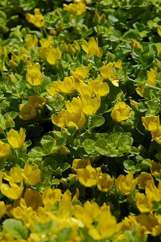 creeping jenny