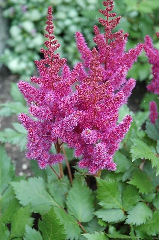 visions astilbe