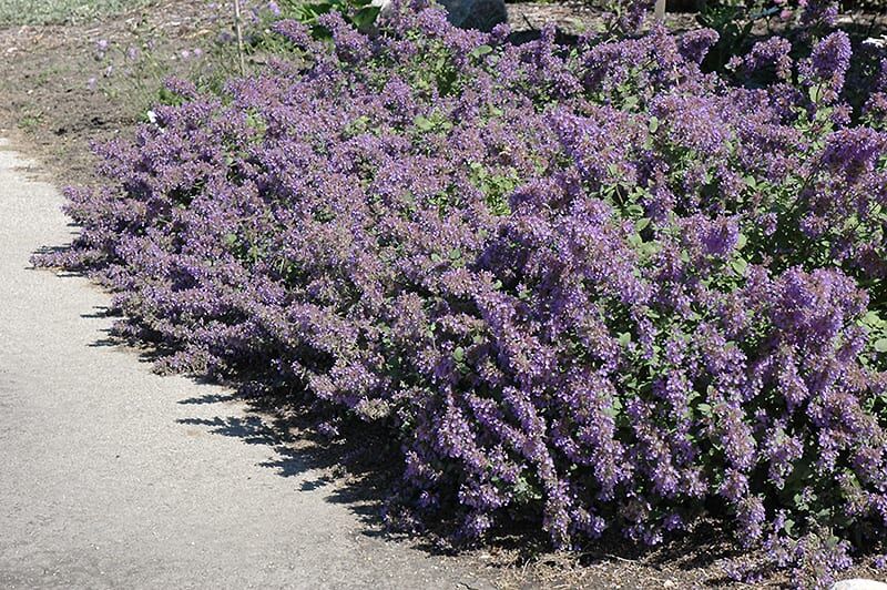 walkers low catmint