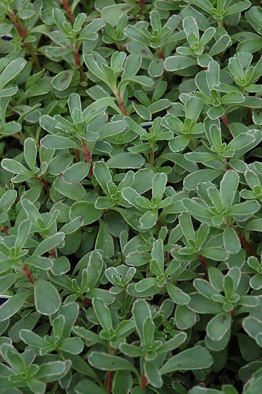 variegated stonecrop