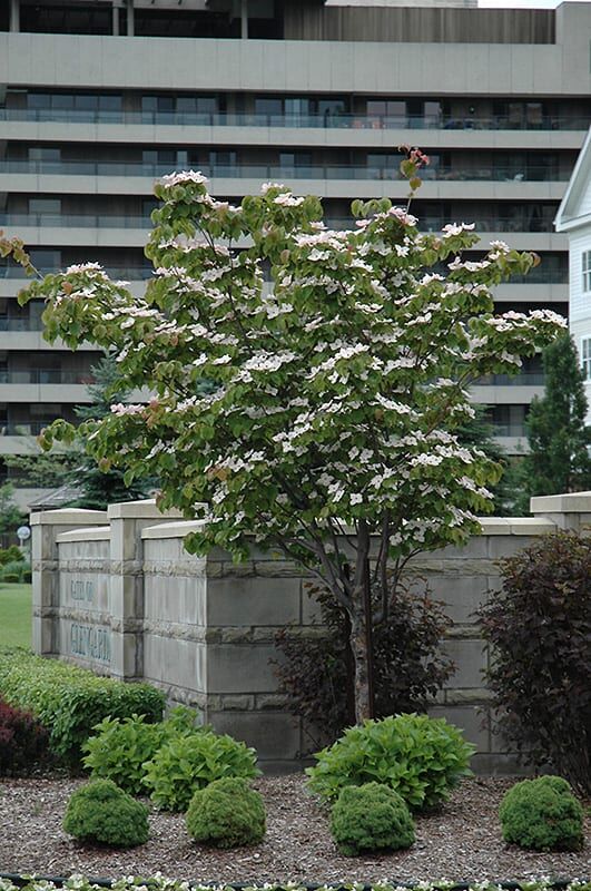 flowering dogwood