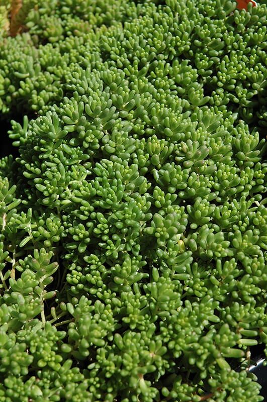 baby tears stonecrop