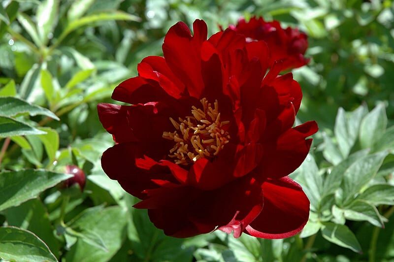 buckeye belle peony