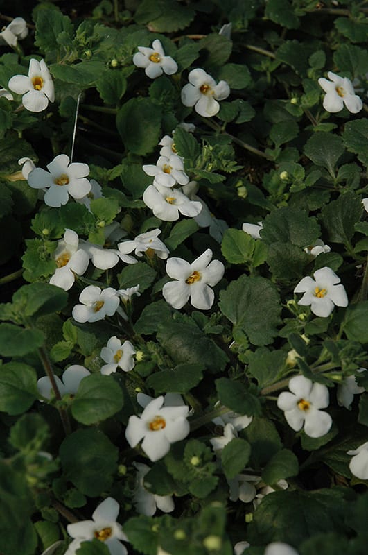 Bahia white night bacopa