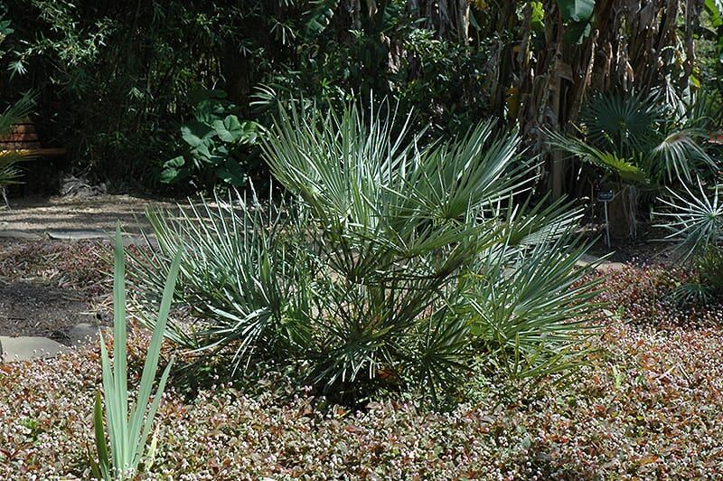 mediterranean fan palm