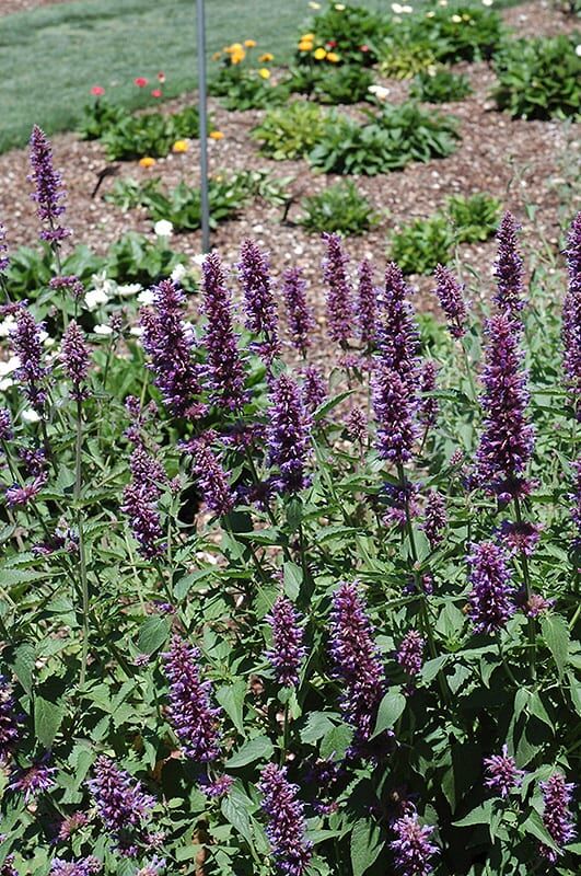 blue boa hyssop