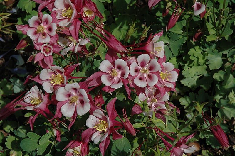 origami rose and white columbine