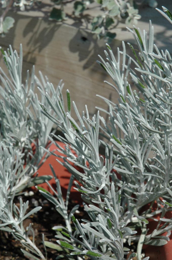 Icicles Licorice Plant