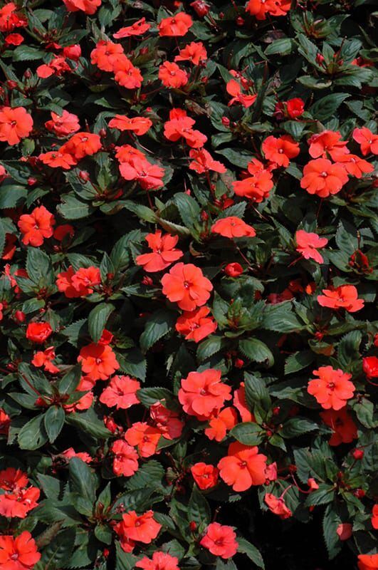 sunpatiens compact hot coral