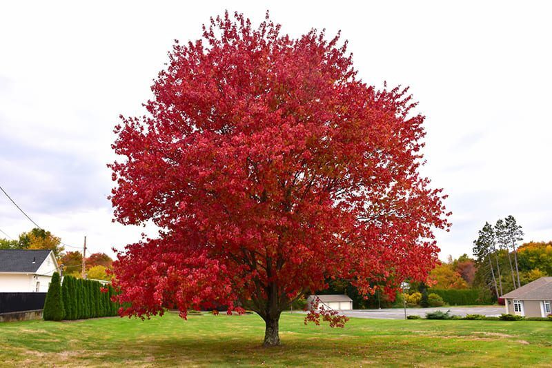 red maple