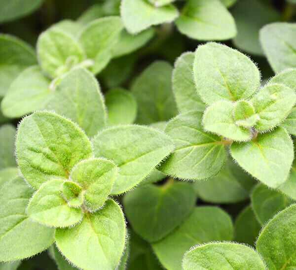 greek oregano