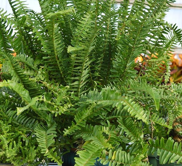 kim queen fern basket