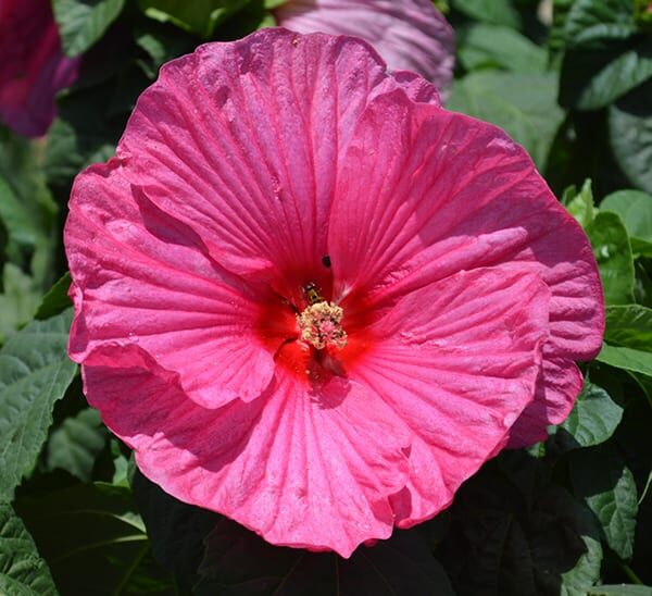 luna perennial hibiscus rose