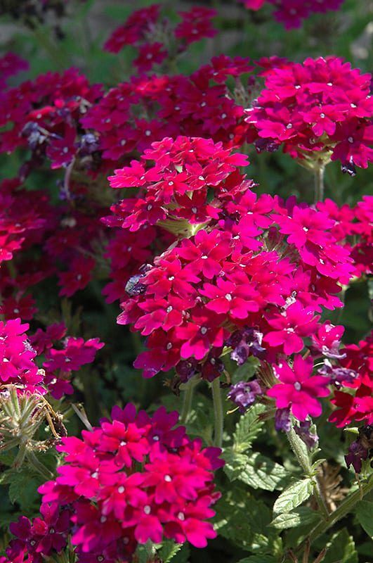 superbe royale plum wine verbena