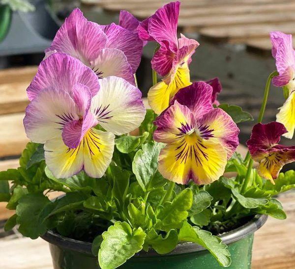 Cool Wave Spreading Pansy