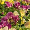 Cool Wave Spreading Pansy Photo 1