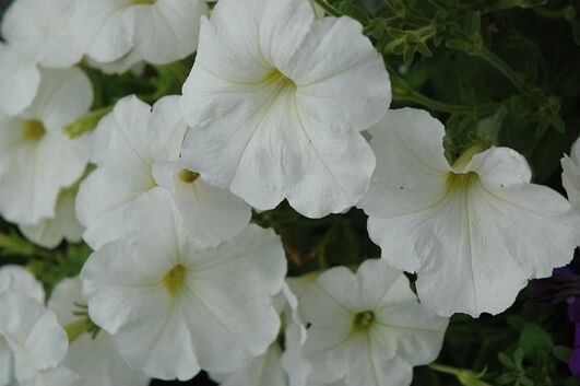hurrah white petunia