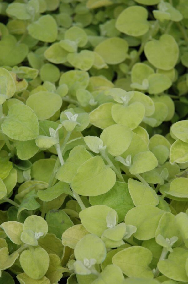 Lemon Licorice Plant