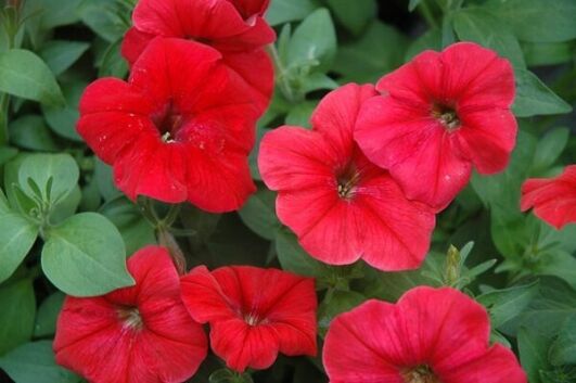 hurrah red petunia