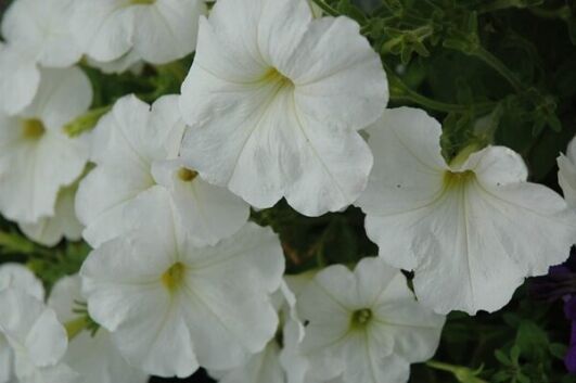 hurrah white petunia
