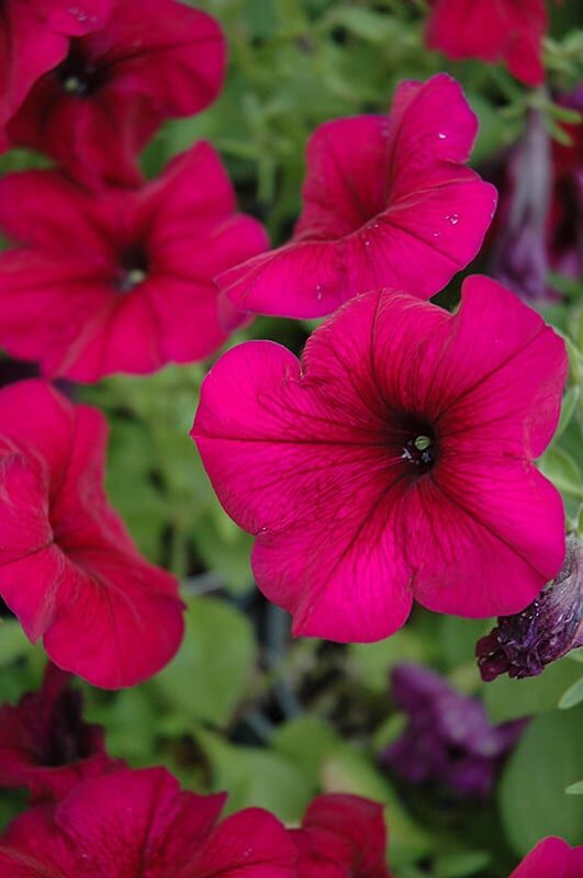 hurrah velvet petunia