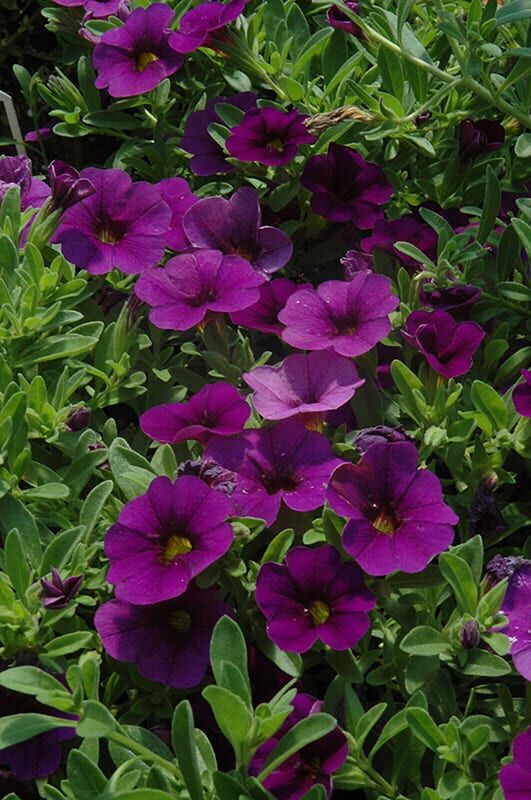cabaret deep blue calibrachoa