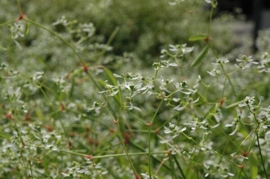breathless white euphorbia