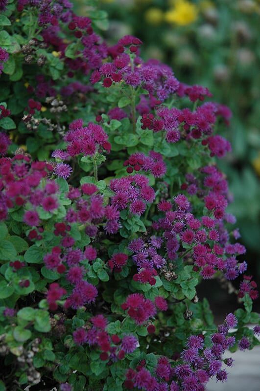 artist purple flossflower