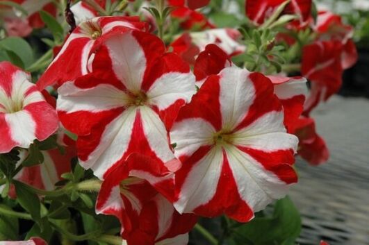hurrah red star petunia