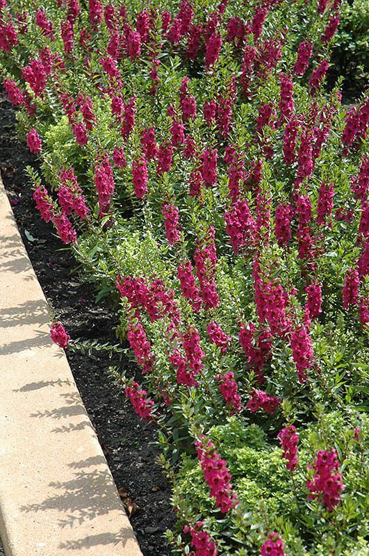 archangel raspberry angelonia