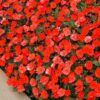SunPatiens Compact Electric Orange New Guinea Impatiens Photo 1
