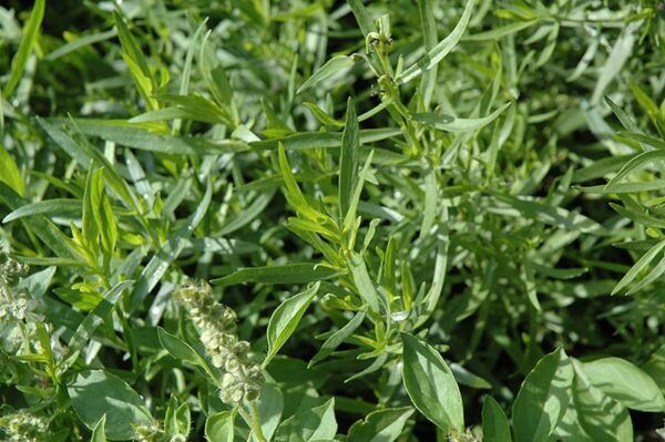 French tarragon