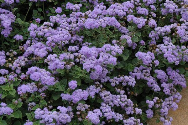 high tide blue flossflower