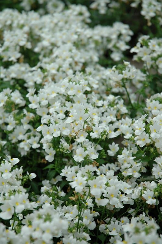 aromatic white nemesia