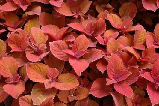 campfire coleus