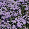 High Tide Blue Flossflower Photo 1