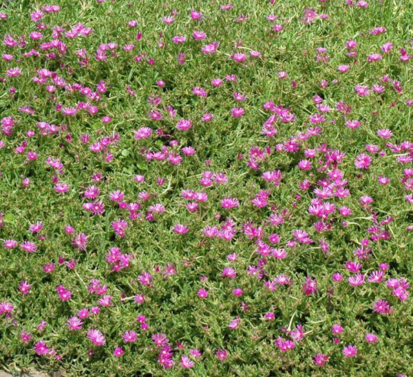 Hardy Ice Plant