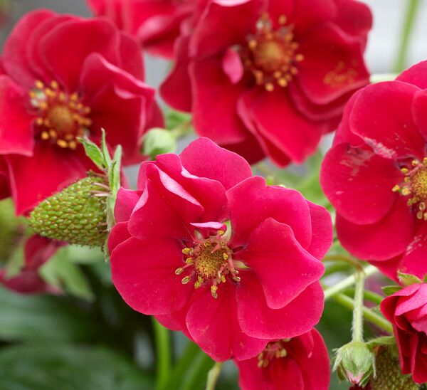 summer breeze strawberry flower