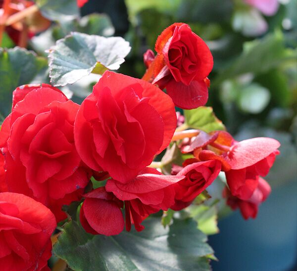 red Rieger Begonia