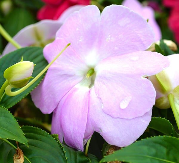 New Guinea Impatiens Hanging Basket