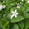 Oxalis Shamrock Photo 1