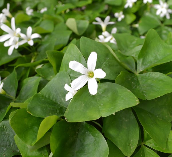 Oxalis Shamrock Photo 1